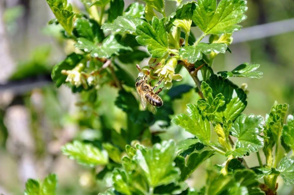 Ferienwohnung Kochs Beeren Oberfresen Kültér fotó